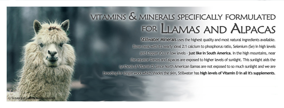 Stillwater Minerals uses the highest quality and most natural ingredients available. Bone meal with its nearly ideal 2:1 calcium to phosphorus ratio, Selenium (Se) in high levels and Copper (Cu) in low levels - just like in South America. In the high mountains, near the equator llamas and alpacas are exposed to higher levels of sunlight. This sunlight aids the synthesis of Vitamin D. Since North American llamas are not exposed to so much sunlight and we are breeding for longer wool which shades the skin, Stillwater has high levels of Vitamin D in all it's supplements.