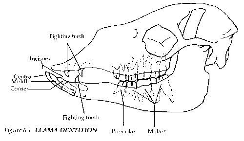 teeth